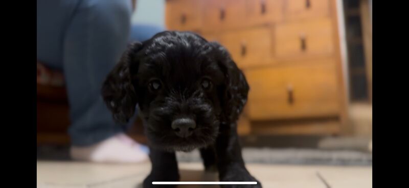 Ready to leave PRA CLEAR healthy cockapoo puppies - Image 14 of 15