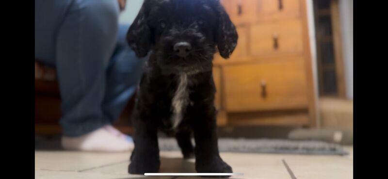 Ready to leave PRA CLEAR healthy cockapoo puppies - Image 15 of 15