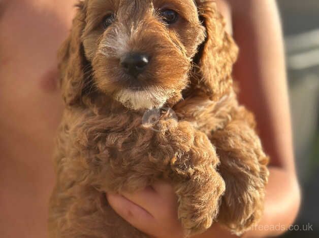 Cockapoo puppies for sale in Camborne, Cornwall – 1 year old - Image 1 of 5