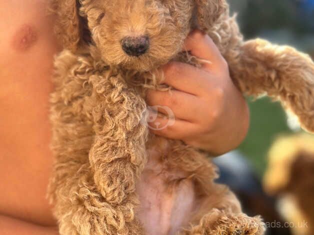 Cockapoo puppies for sale in Camborne, Cornwall – 1 year old - Image 2 of 5