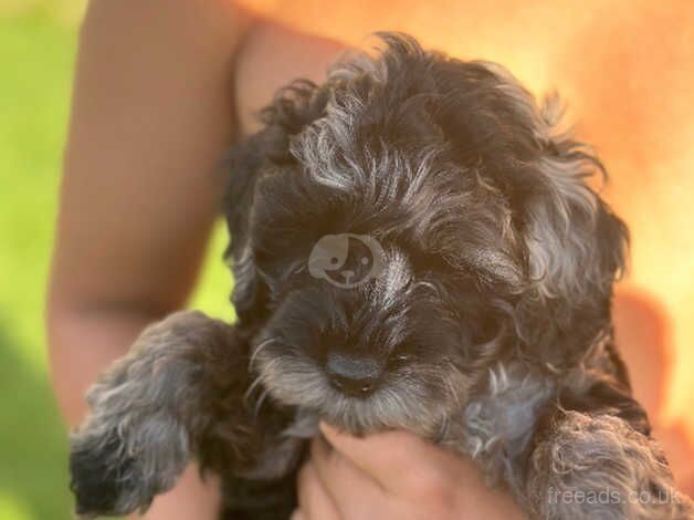Cockapoo puppies for sale in Camborne, Cornwall – 1 year old - Image 3 of 5