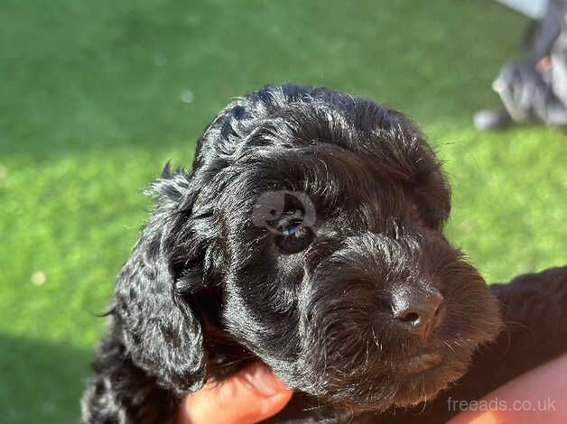 Cockapoo puppies for sale in Camborne, Cornwall – 1 year old - Image 4 of 5