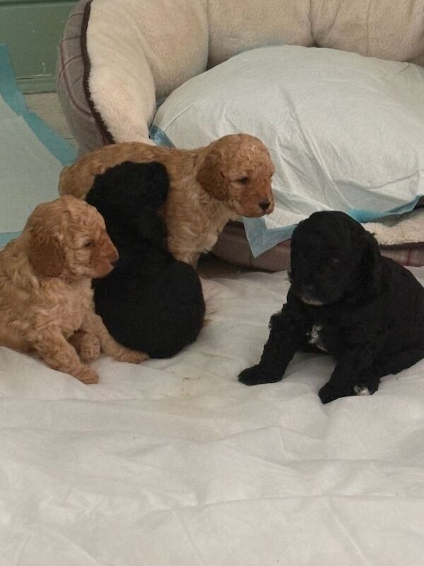 Cockapoo Puppies For Sale