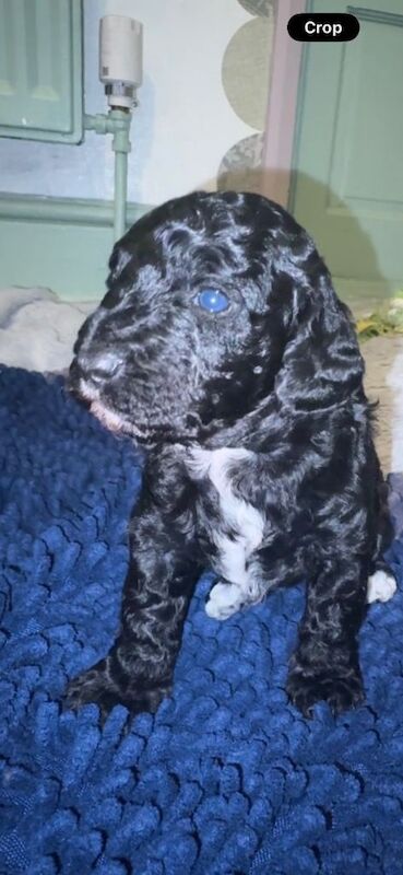Real Life Teddy Bears! F1B cockapoo - Image 2 of 3