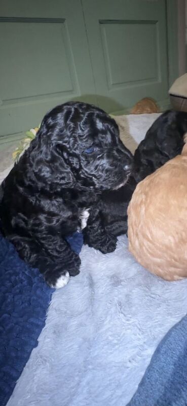 Real Life Teddy Bears! F1B cockapoo - Image 3 of 3