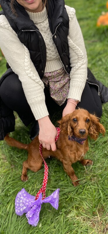 Red cockapoo dog