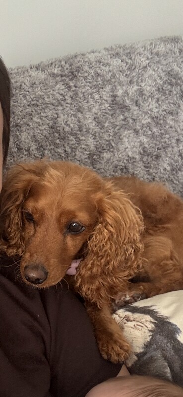 Red cockapoo dog - Image 3 of 3