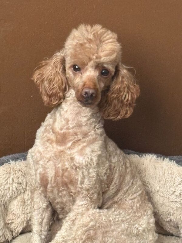 Red cockapoo f1 girl - Image 2 of 3