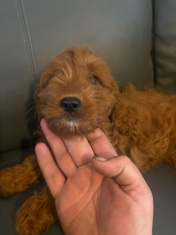 Red cockapoo f1 girl - Image 3 of 3