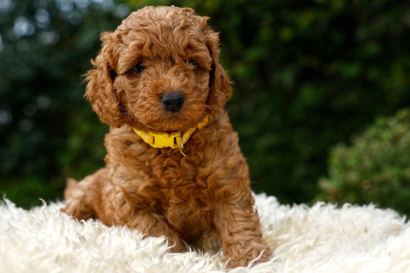 Red Cockapoo f1b puppies for sale in Shropshire 