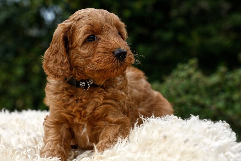 Red Cockapoo f1b puppies for sale in Shropshire | Image 2