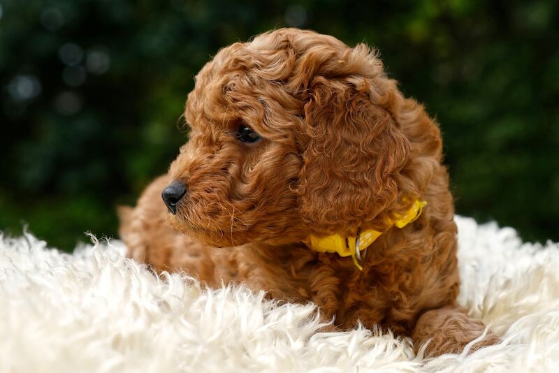 Red Cockapoo f1b puppies for sale in Shropshire | Image 4