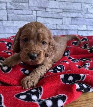Red Cockapoo puppies for sale in Glasgow City
