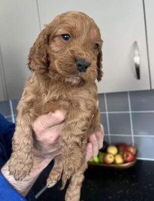 Red Cockapoo puppies for sale in Glasgow City - Image 2