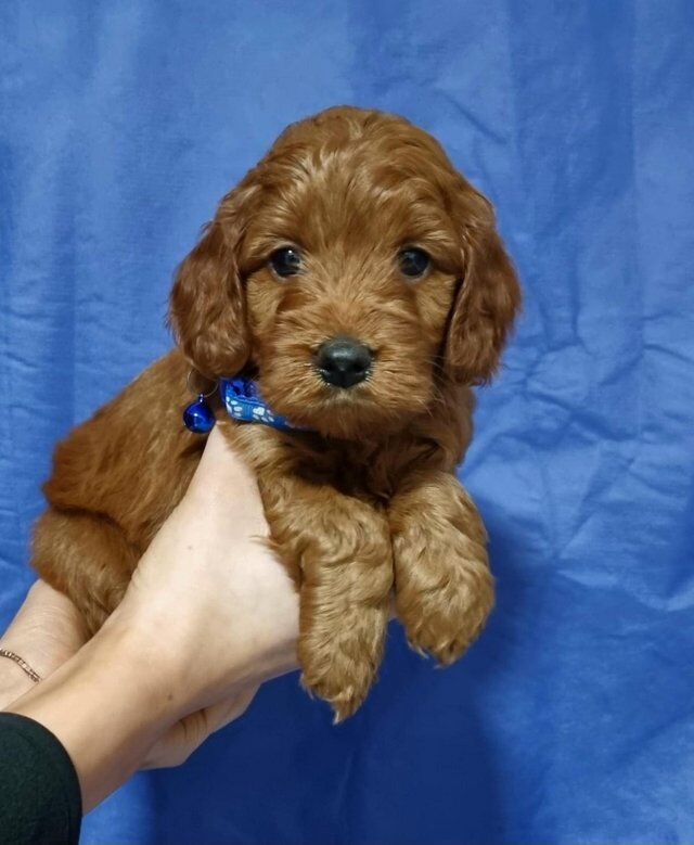 Red Cockapoo pups for sale in Arkley, Barnet, Greater London