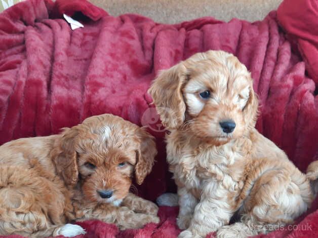 Cockapoo puppies for sale in Bradford, West Yorkshire – 1 year old - Image 2 of 4