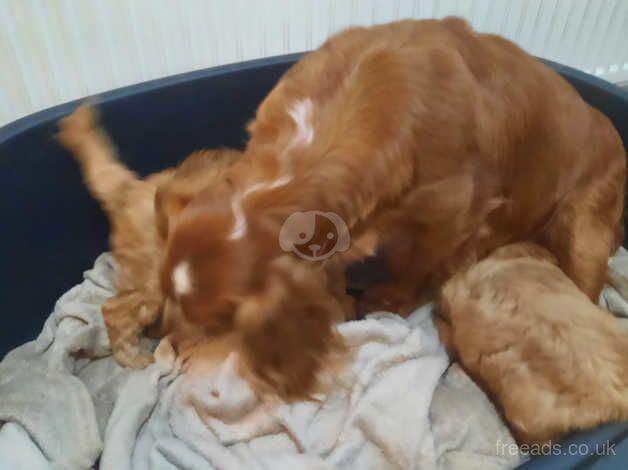 Cockapoo puppies for sale in Bradford, West Yorkshire – 1 year old - Image 4 of 4