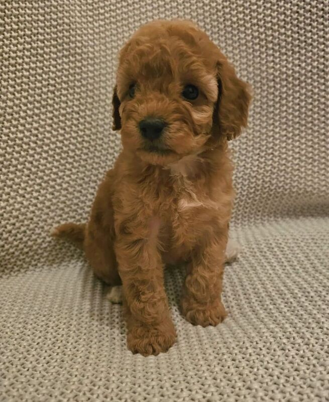 Cockapoo puppies for sale in Stockton-on-Tees, Durham – 7 weeks old