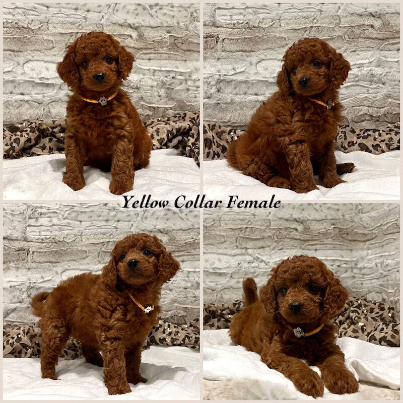Cockapoo puppies for sale in Torquay, Devon – 9 weeks old - Image 2 of 5