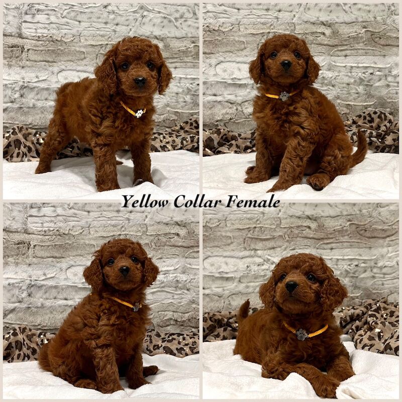 Cockapoo puppies for sale in Torquay, Devon – 9 weeks old - Image 3 of 5