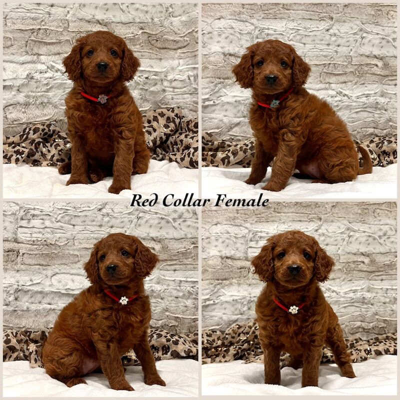 Cockapoo puppies for sale in Torquay, Devon – 9 weeks old - Image 4 of 5