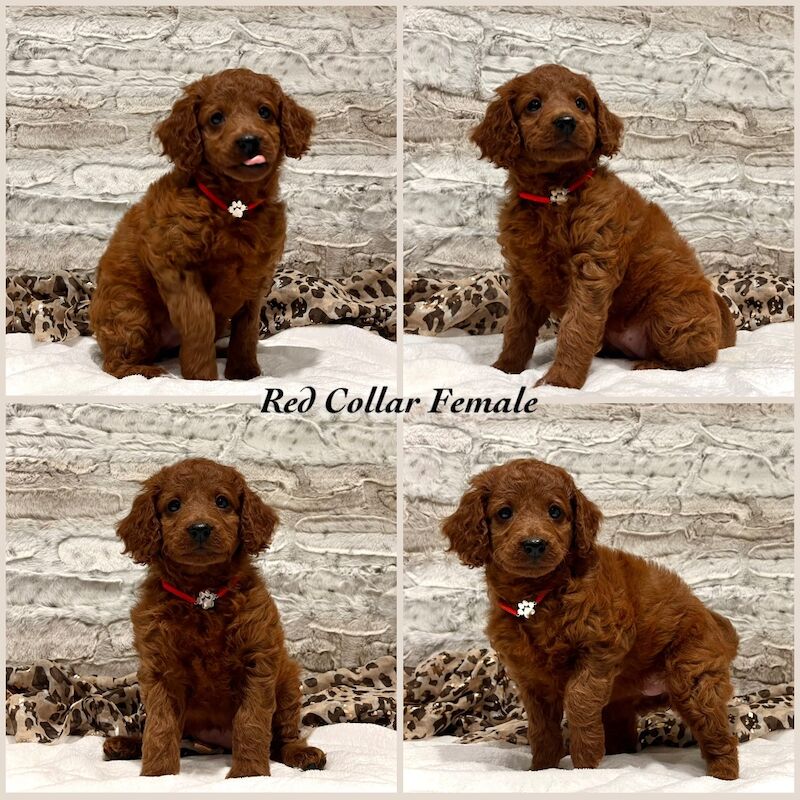 Cockapoo puppies for sale in Torquay, Devon – 9 weeks old - Image 5 of 5
