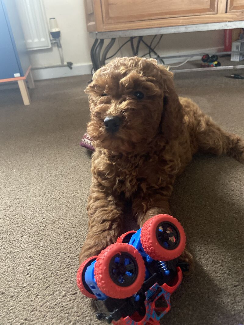 Red F2 Cockerpoo Girl puppy for sale in Chelmsford Essex 