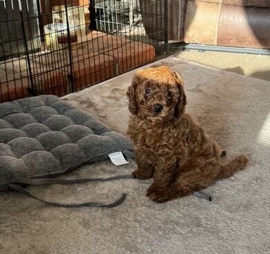 Red F2 Cockerpoo Girl puppy for sale in Chelmsford Essex - Image 2