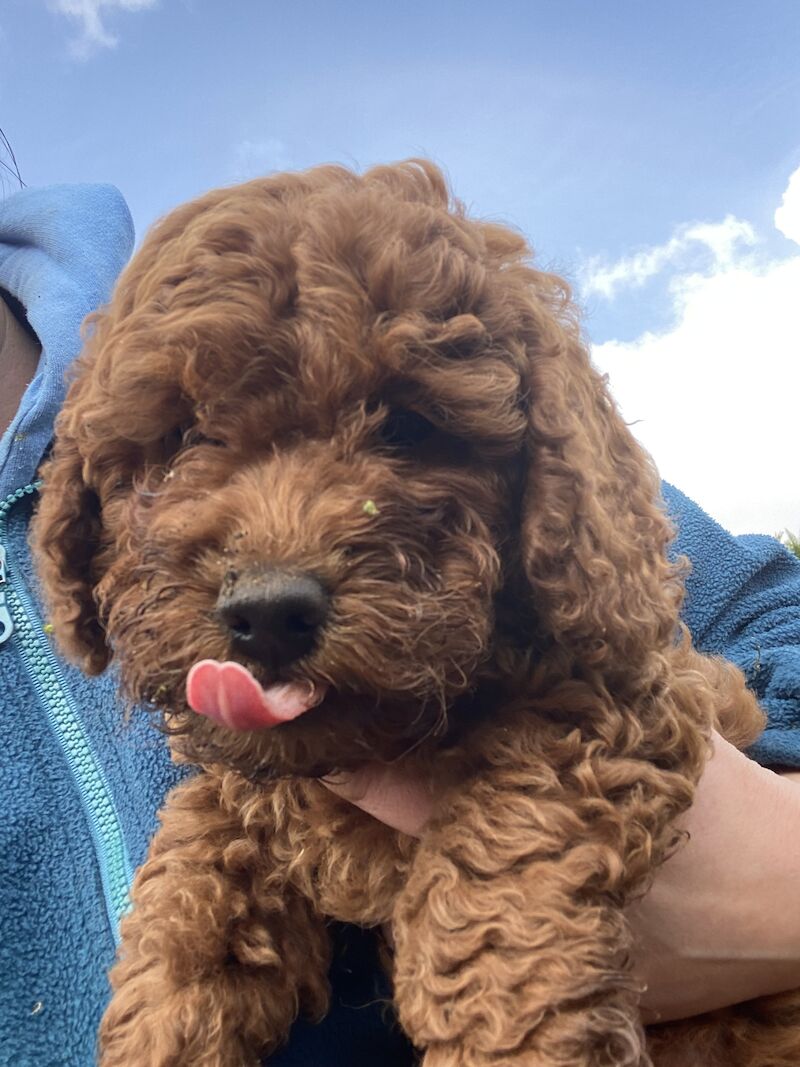 Red F2 Cockerpoo Girl puppy for sale in Chelmsford Essex - Image 3