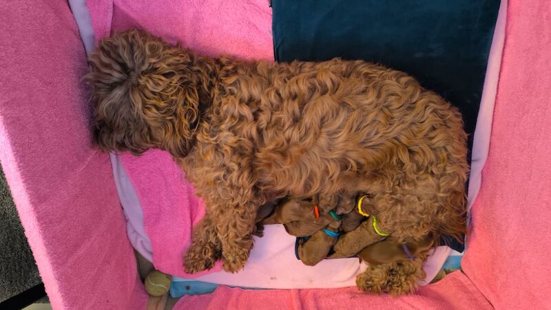 Cockapoo puppies for sale in Glasgow, City of Glasgow – 3 weeks old - Image 2 of 6