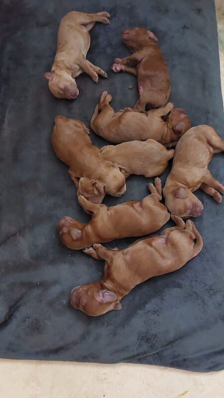 Cockapoo puppies for sale in Glasgow, City of Glasgow – 3 weeks old - Image 3 of 6