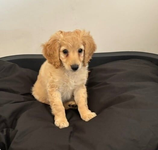 Rehome Louie for sale in Romford, Greater London