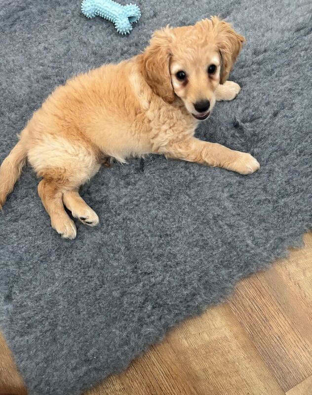 Cockapoo puppies for sale in Romford, Greater London – 10 months old - Image 2 of 3