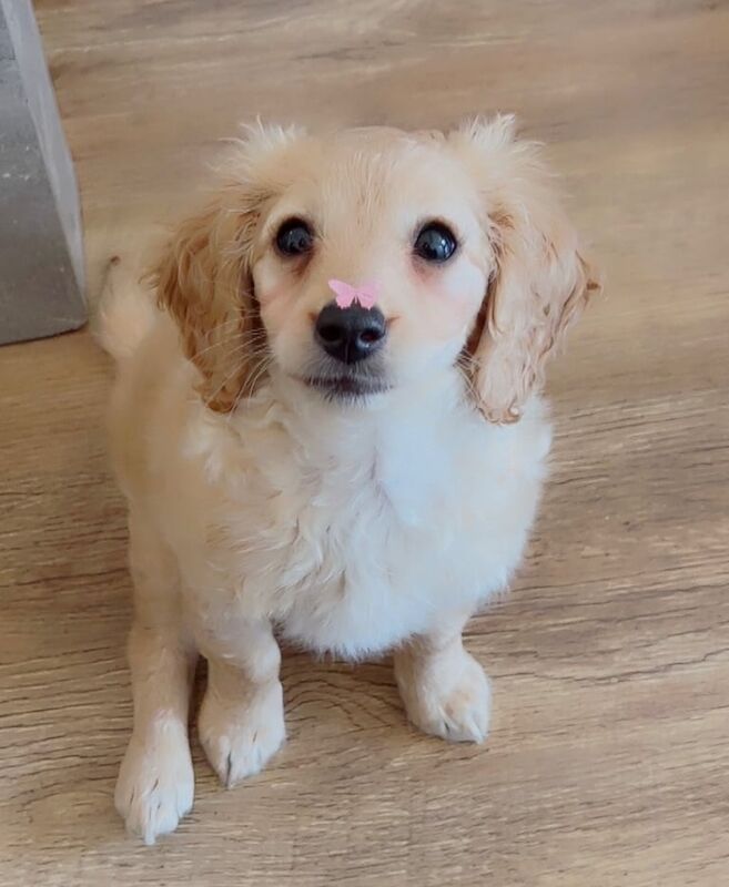 Cockapoo puppies for sale in Romford, Greater London – 10 months old - Image 3 of 3