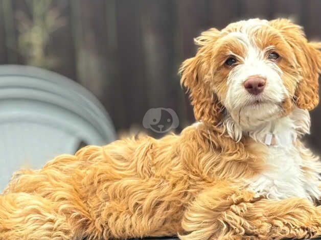 Cockapoo puppies for sale in Mountain Ash/Aberpennar, Rhondda Cynon Taf – 1 year old - Image 1 of 4