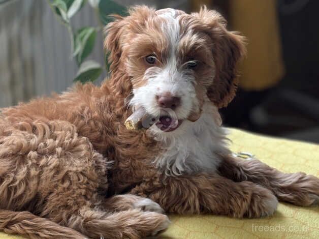 Cockapoo puppies for sale in Mountain Ash/Aberpennar, Rhondda Cynon Taf – 1 year old - Image 2 of 4