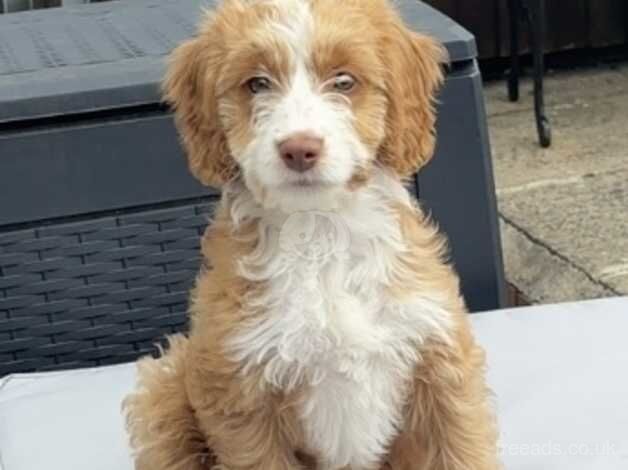 Cockapoo puppies for sale in Mountain Ash/Aberpennar, Rhondda Cynon Taf – 1 year old - Image 3 of 4
