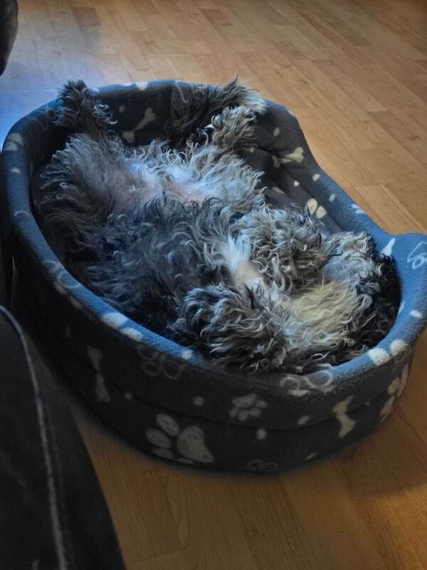 Cockapoo puppies for sale in Gloucester, Gloucestershire – 8 months old - Image 2 of 2