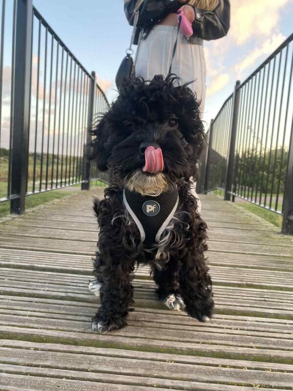 Cockapoo puppies for sale in Great Yarmouth, Norfolk – 5 months old