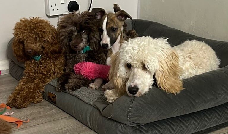 Cockapoo puppies for sale in Chichester, West Sussex – 6 months old - Image 2 of 6