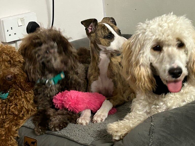 Cockapoo puppies for sale in Chichester, West Sussex – 6 months old - Image 3 of 6