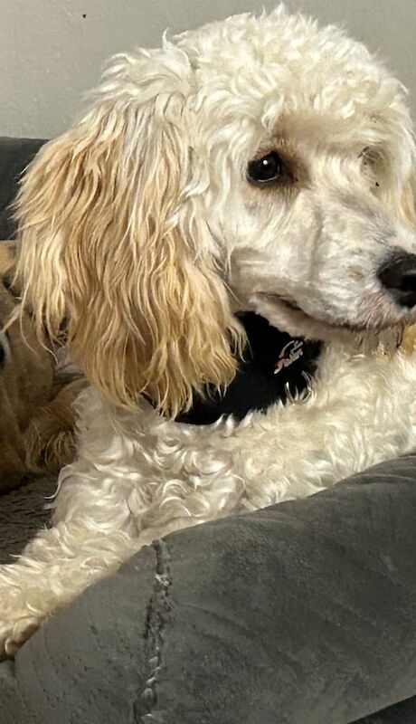 Cockapoo puppies for sale in Chichester, West Sussex – 6 months old - Image 4 of 6