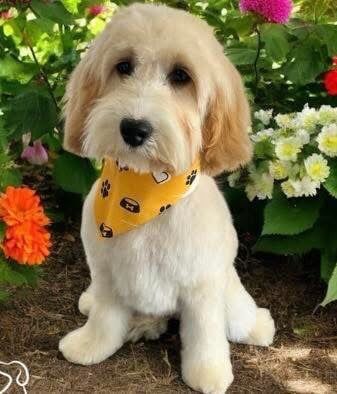 Cockapoo puppies for sale in Chichester, West Sussex – 6 months old - Image 6 of 6