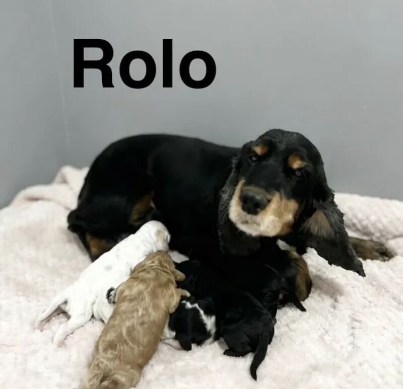 Rolo adorable litter of cockapoo ready now - Image 2 of 6