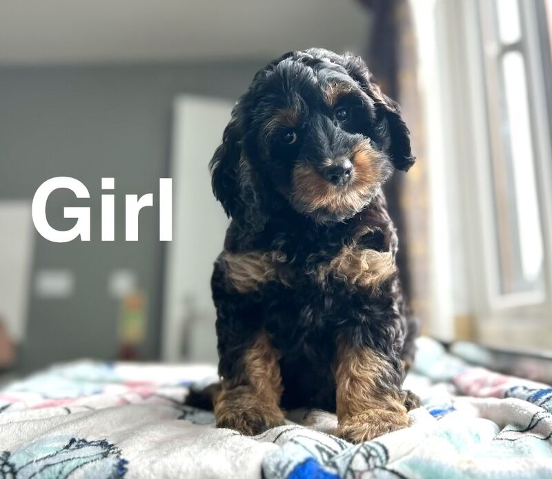 Rolo adorable litter of cockapoo ready now - Image 3 of 6