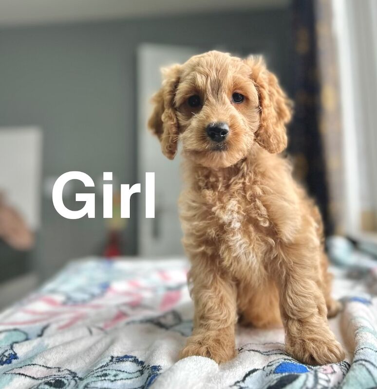Rolo adorable litter of cockapoo ready now - Image 4 of 6