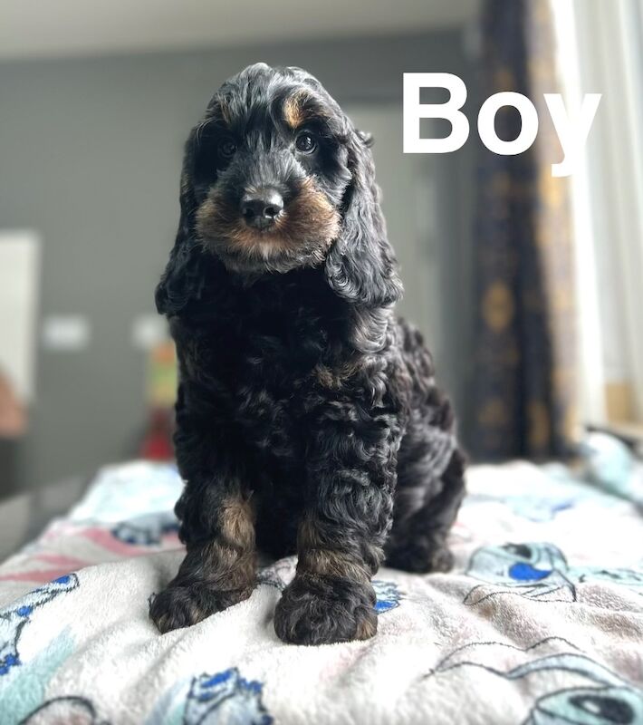 Rolo adorable litter of cockapoo ready now - Image 6 of 6