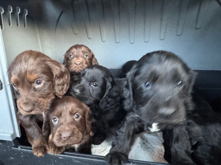 Cockapoo puppies for sale in Wrexham / Wrecsam, Clwyd – 8 weeks old - Image 3 of 3
