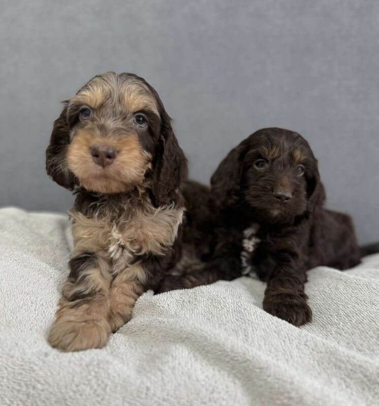 Cockapoo puppies for sale in Castledawson, County Londonderry – 7 weeks old