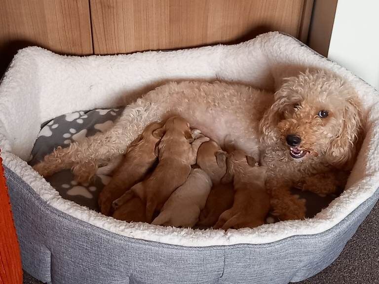 Showclass litter of 7 Cockerpoo Puppies for sale.